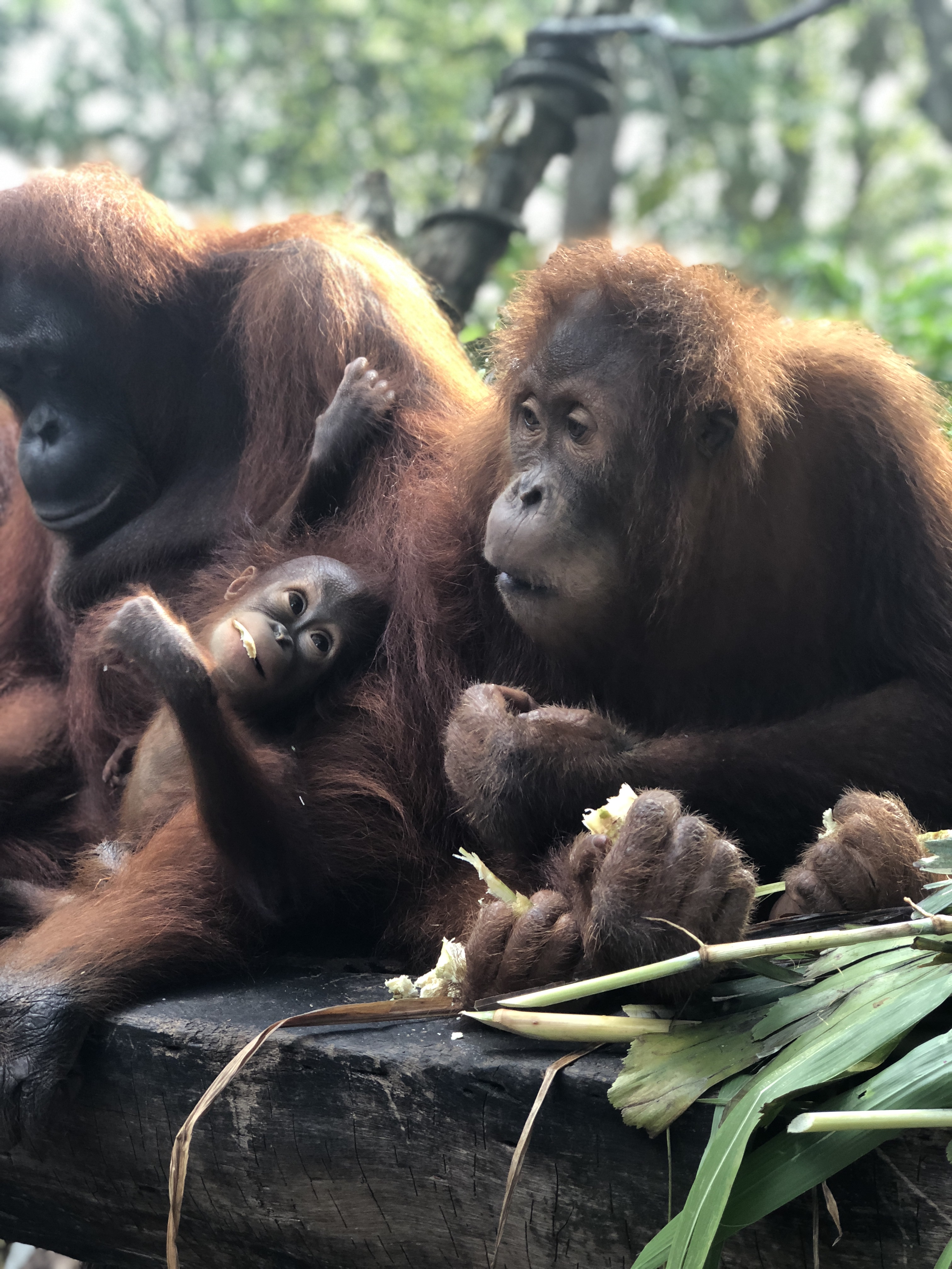 Breakfast with the Orangutans at the Singapore Zoo