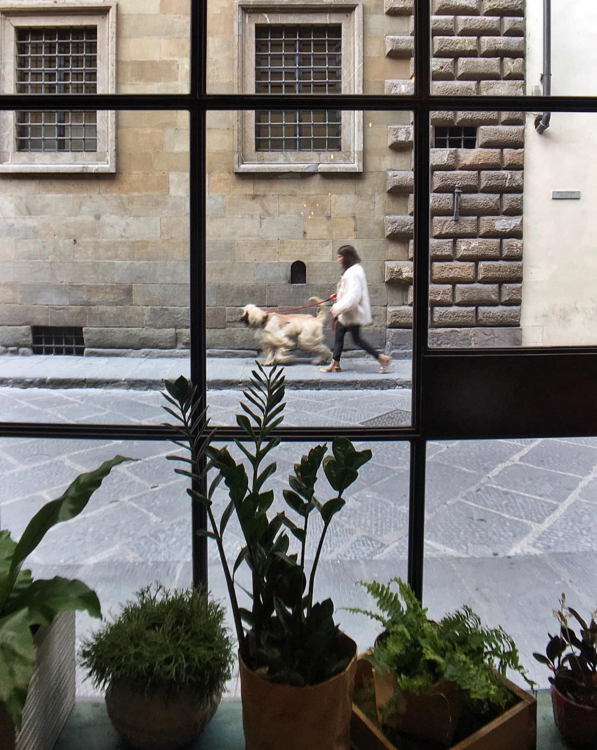 I took this in a cafe near the Galleria dell'Accademia in Florence.  I always gravitate toward dogs and while composing this window shot I saw this majestic Afghan Hound approaching and knew it'd make a terrific strideby.