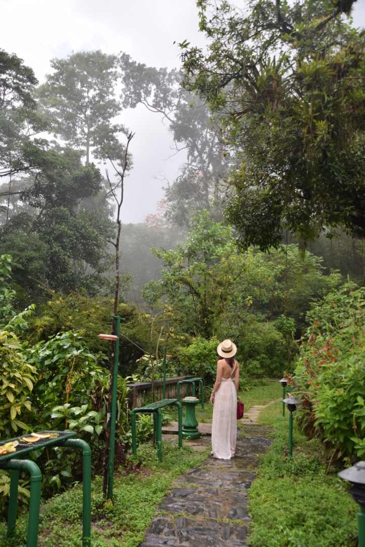 View of the jungle greenery around Asa Nature center