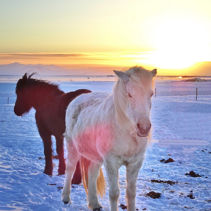 Iceland horses guide