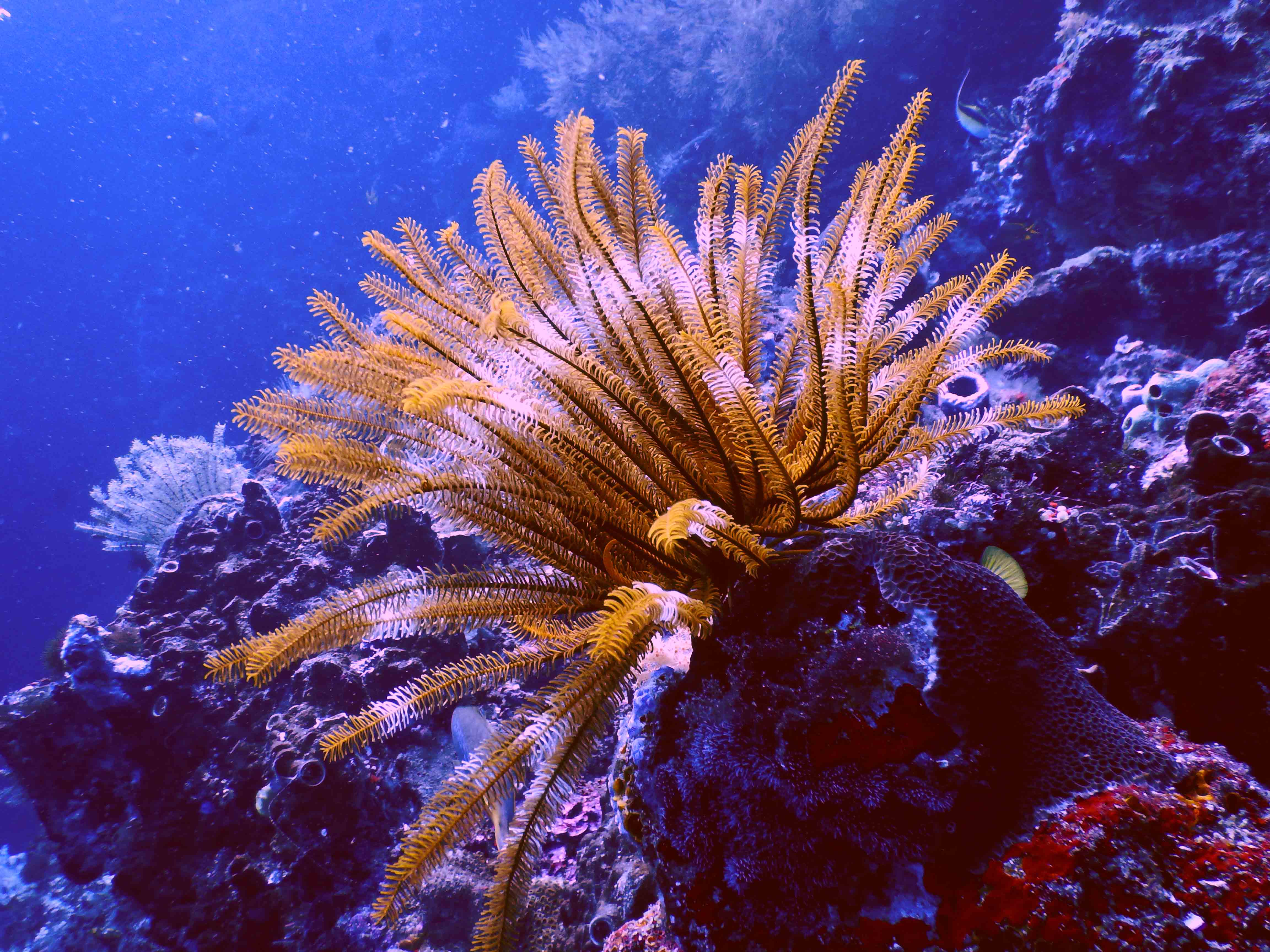 Lighthouse Wreck feather star coral 