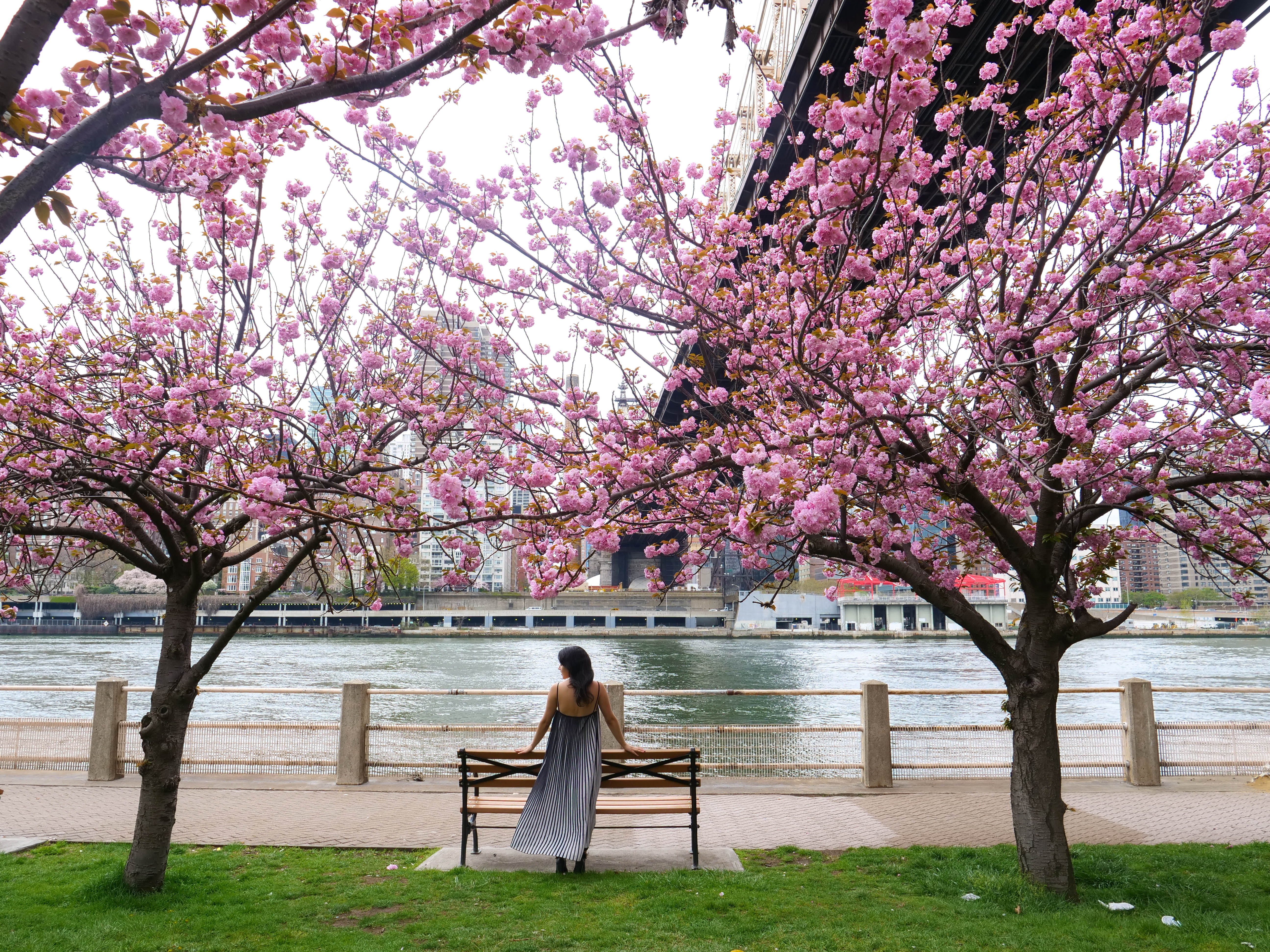 Cherry Blossoms Roosevelt Island Top Things to do in NYC